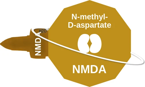 N-methylD-aspartate ballicule: receptor binding, kinetics and half-life diagram