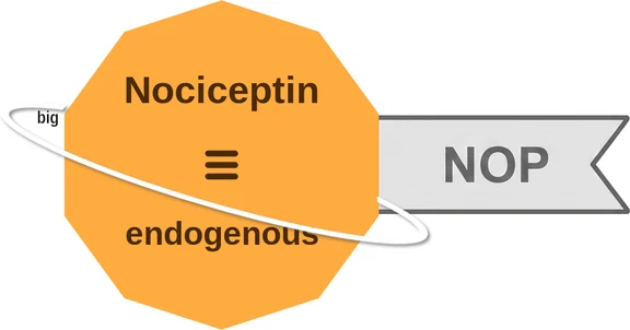 Nociceptin ballicule: receptor binding, kinetics and half-life diagram