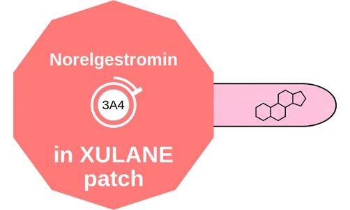 Norelgestromin ballicule — decagon mechanism diagram