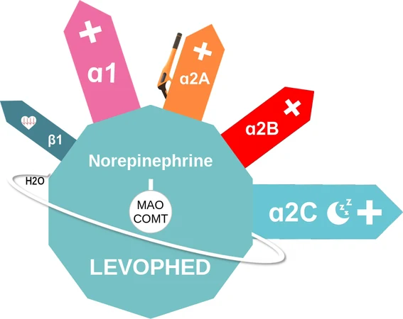 Norepinephrine ballicule: receptor binding, kinetics and half-life diagram