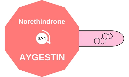 Norethindrone ballicule: receptor binding, kinetics and half-life diagram