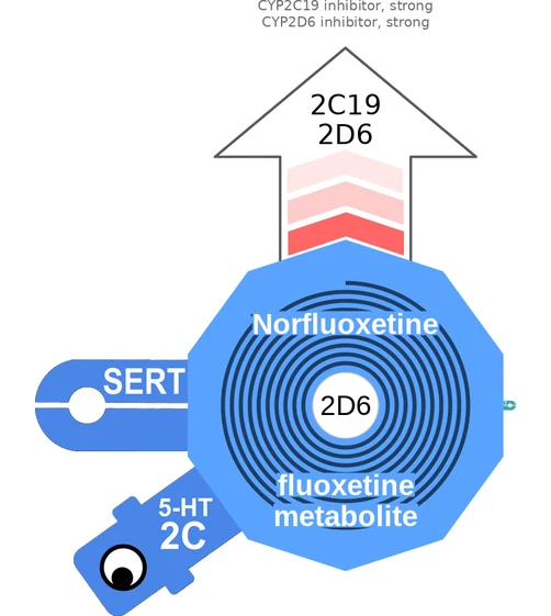 Norfluoxetine ballicule — decagon mechanism diagram