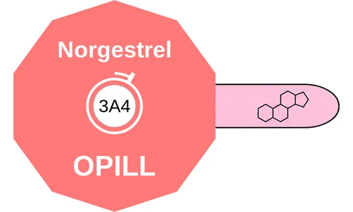 Norgestrel ballicule: receptor binding, kinetics and half-life diagram