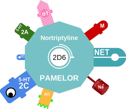 Nortriptyline ballicule: receptor binding, kinetics and half-life diagram