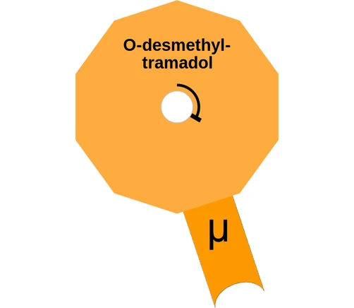 O-desmethyl- tramadol ballicule — decagon mechanism diagram