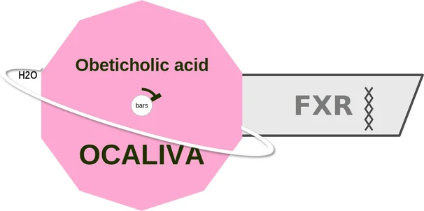 Obeticholic acid ballicule — decagon mechanism diagram