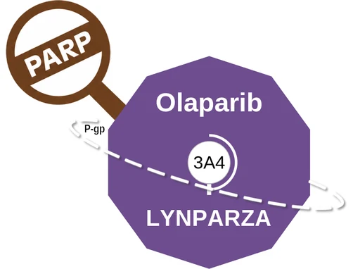 Olaparib ballicule: receptor binding, kinetics and half-life diagram