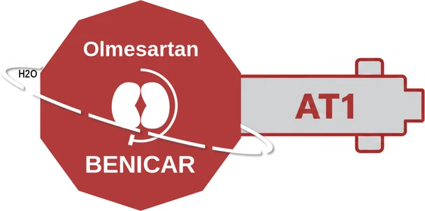 Olmesartan ballicule: receptor binding, kinetics and half-life diagram