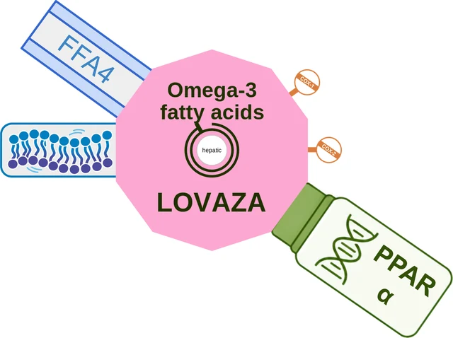 Omega-3 fatty acids ballicule: receptor binding, kinetics and half-life diagram