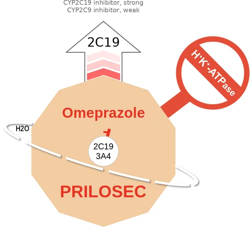 Omeprazole ballicule: receptor binding, kinetics and half-life diagram