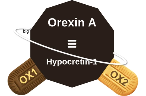 Orexin A ballicule: receptor binding, kinetics and half-life diagram