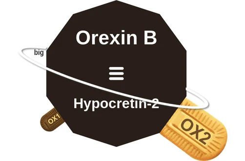 Orexin B ballicule: receptor binding, kinetics and half-life diagram