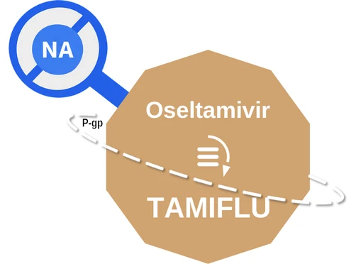 Oseltamivir ballicule — decagon mechanism diagram
