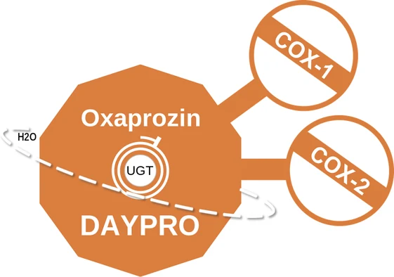 Oxaprozin ballicule: receptor binding, kinetics and half-life diagram