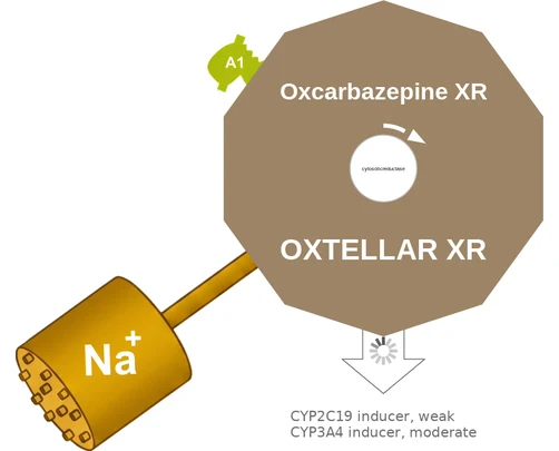 Oxcarbazepine XR ballicule: receptor binding, kinetics and half-life diagram