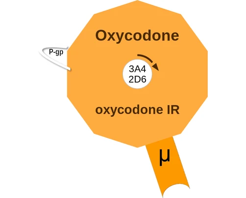 Oxycodone ballicule: receptor binding, kinetics and half-life diagram