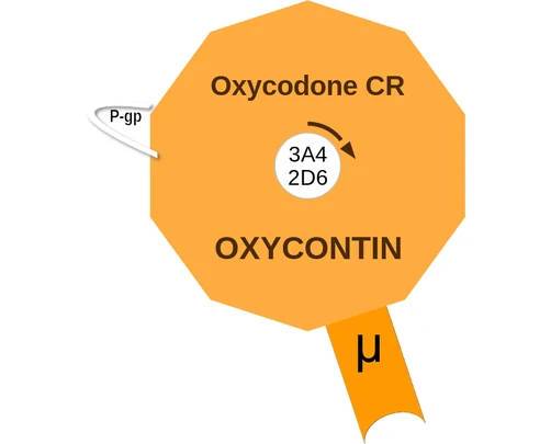Oxycodone CR ballicule: receptor binding, kinetics and half-life diagram