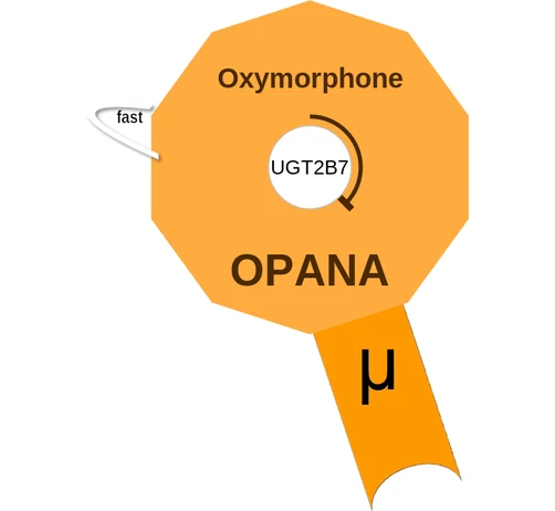 Oxymorphone ballicule: receptor binding, kinetics and half-life diagram