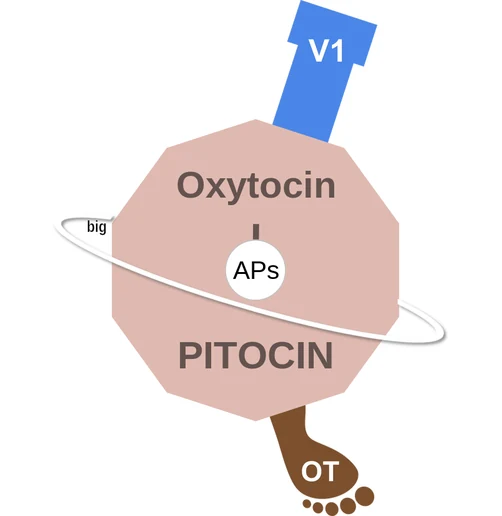 Oxytocin ballicule — decagon mechanism diagram