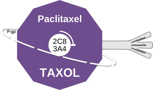 Paclitaxel ballicule: receptor binding, kinetics and half-life diagram