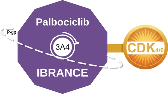 Palbociclib ballicule: receptor binding, kinetics and half-life diagram