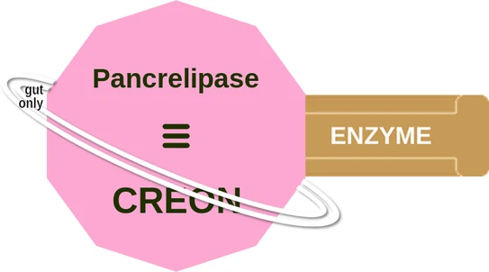Pancrelipase ballicule — decagon mechanism diagram
