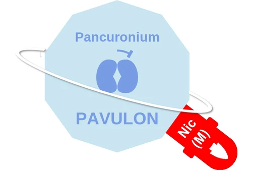Pancuronium ballicule — decagon mechanism diagram