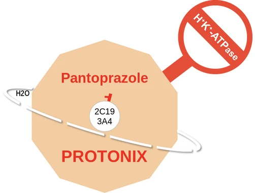 Pantoprazole ballicule: receptor binding, kinetics and half-life diagram
