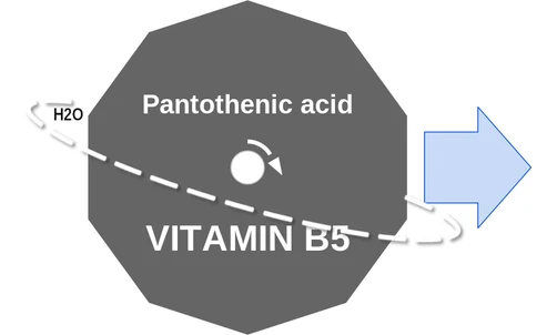 Pantothenic acid ballicule — decagon mechanism diagram