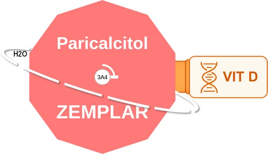 Paricalcitol ballicule: receptor binding, kinetics and half-life diagram