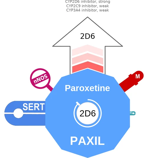 Paroxetine ballicule — decagon mechanism diagram