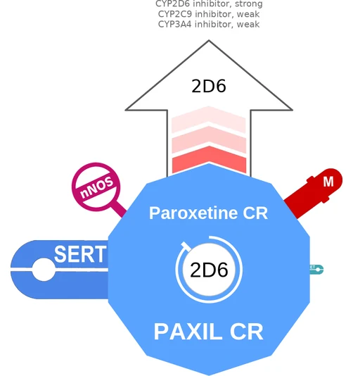 Paroxetine CR ballicule: receptor binding, kinetics and half-life diagram