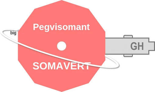 Pegvisomant ballicule: receptor binding, kinetics and half-life diagram