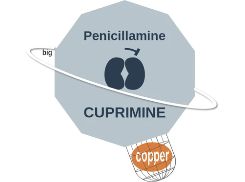 Penicillamine ballicule: receptor binding, kinetics and half-life diagram