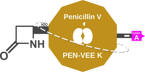 Penicillin V ballicule — decagon mechanism diagram