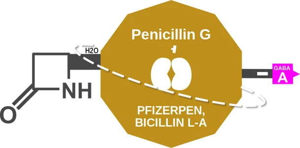 Penicillin G ballicule — decagon mechanism diagram