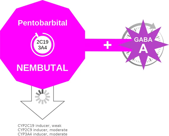 Pentobarbital ballicule: receptor binding, kinetics and half-life diagram