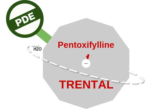 Pentoxifylline ballicule: receptor binding, kinetics and half-life diagram