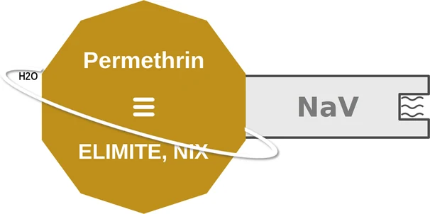 Permethrin ballicule: receptor binding, kinetics and half-life diagram