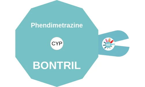 Phendimetrazine ballicule: receptor binding, kinetics and half-life diagram