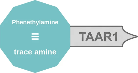 Phenethylamine ballicule: receptor binding, kinetics and half-life diagram