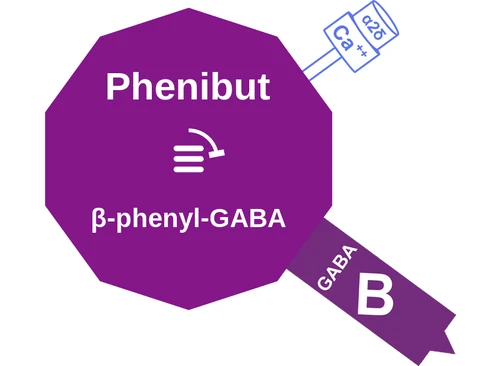 Phenibut ballicule: receptor binding, kinetics and half-life diagram