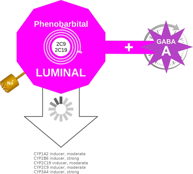 Phenobarbital ballicule: receptor binding, kinetics and half-life diagram