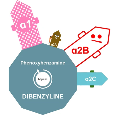 Phenoxybenzamine ballicule: receptor binding, kinetics and half-life diagram