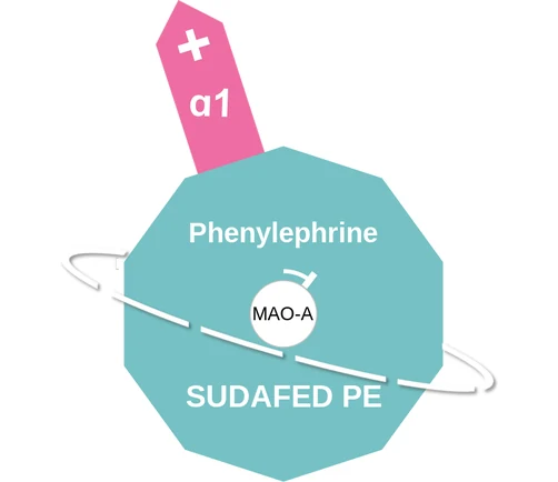 Phenylephrine ballicule: receptor binding, kinetics and half-life diagram