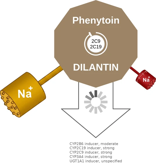 Phenytoin ballicule: receptor binding, kinetics and half-life diagram
