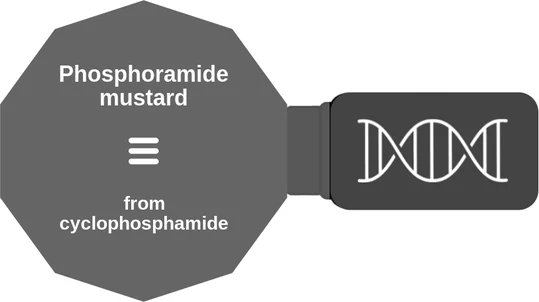 Phosphoramide mustard ballicule — decagon mechanism diagram
