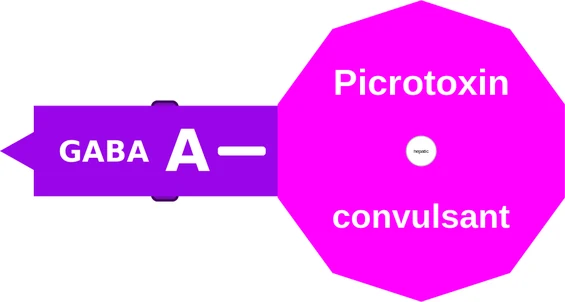 Picrotoxin ballicule: receptor binding, kinetics and half-life diagram