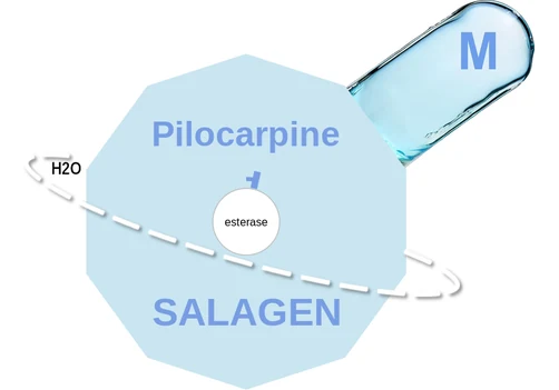 Pilocarpine ballicule — decagon mechanism diagram