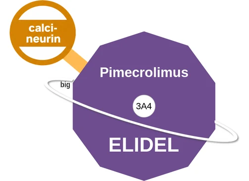 Pimecrolimus ballicule: receptor binding, kinetics and half-life diagram